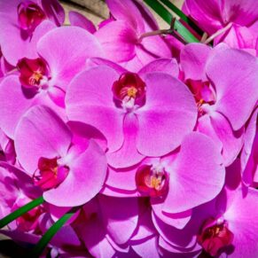 Detail of brides purple orchid bridal bouquet at Stoke Place wedding