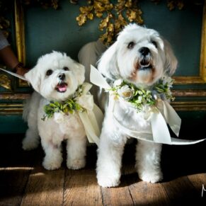 Cliveden House wedding photography - these adorable pooches even received an invite