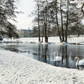 The swans on the lake in a wintery scene at Hartwell House 