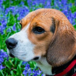 Dog portraits captured in a Chilterns bluebell wood in the Buckinghamshire countryside captured during a canine photography session 