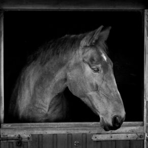 Striking black horse imagery taken at a Buckinghamshire stables during an equestrian portraits photography session