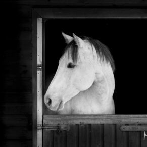 Stunning horse framed by its doorway taken at a Buckinghamshire stables captured during an equine portraits photography session
