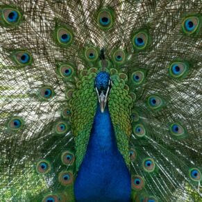 One of Pendley Manor Hotel's many peacocks poses perfectly for the camera during this summer wedding 
